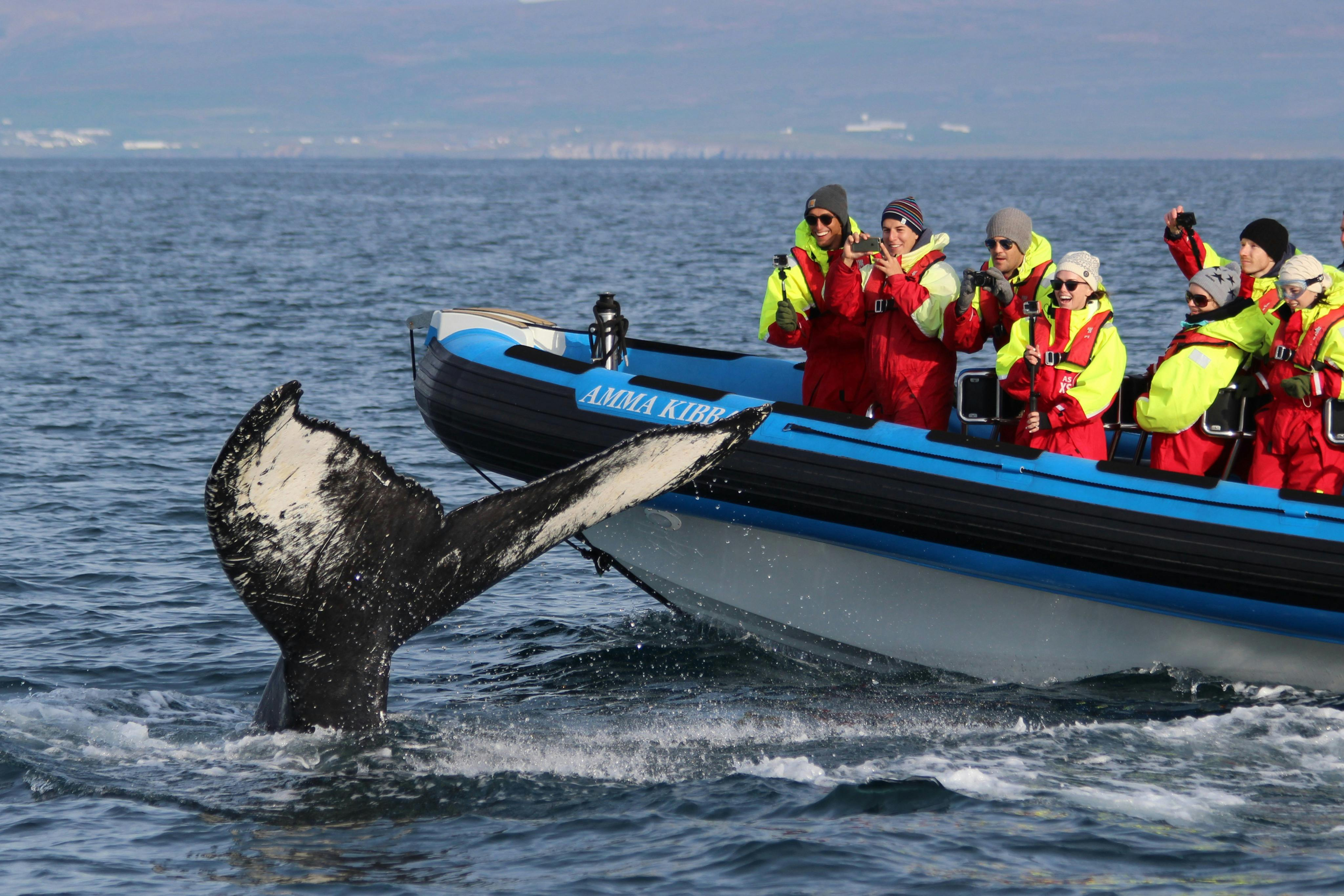 Husavík: Whale & Puffin Watching Tour in a RIB Speedboat - Photo 1 of 8