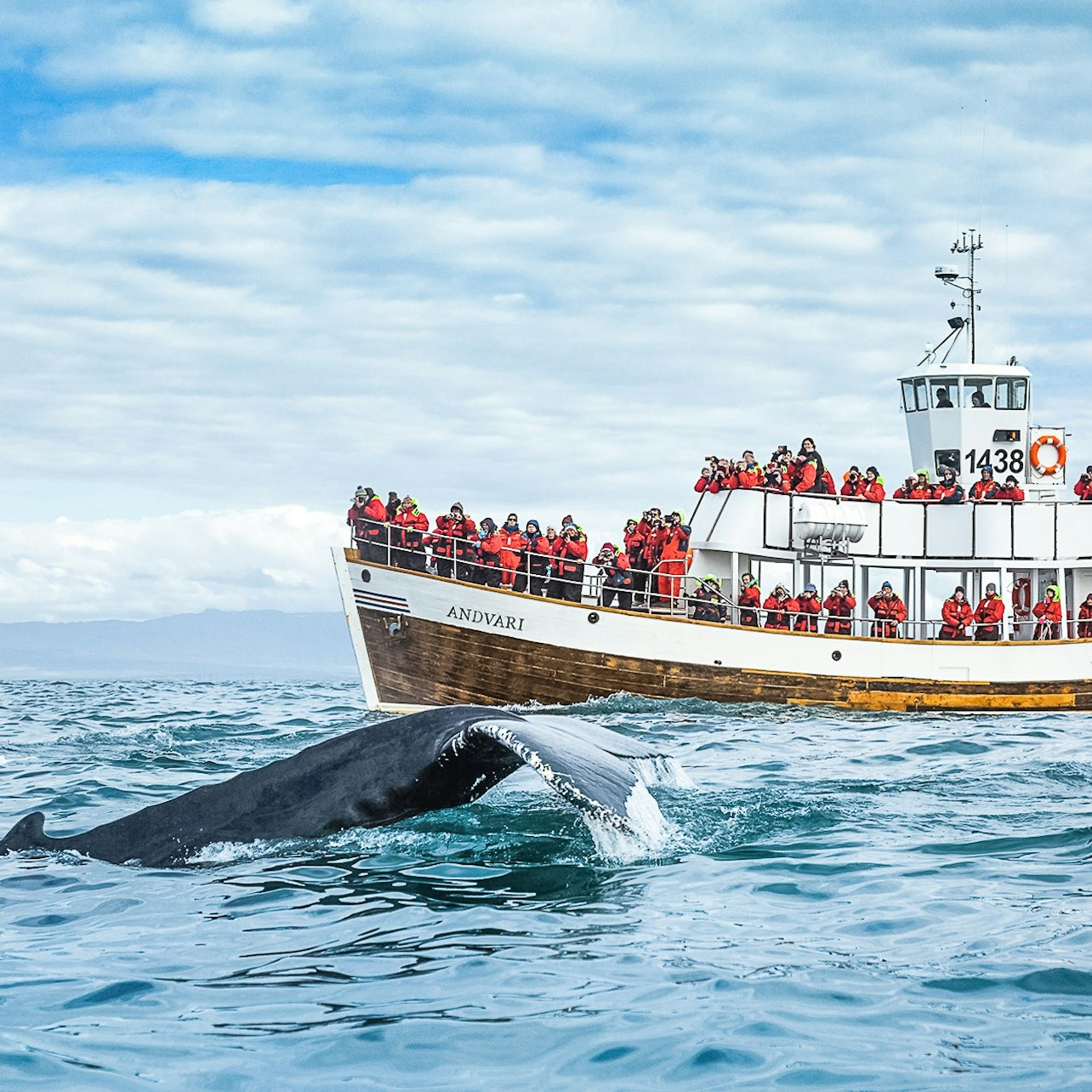 Husavík: Silent Whale Watching Tour + Snack - Photo 1 of 6