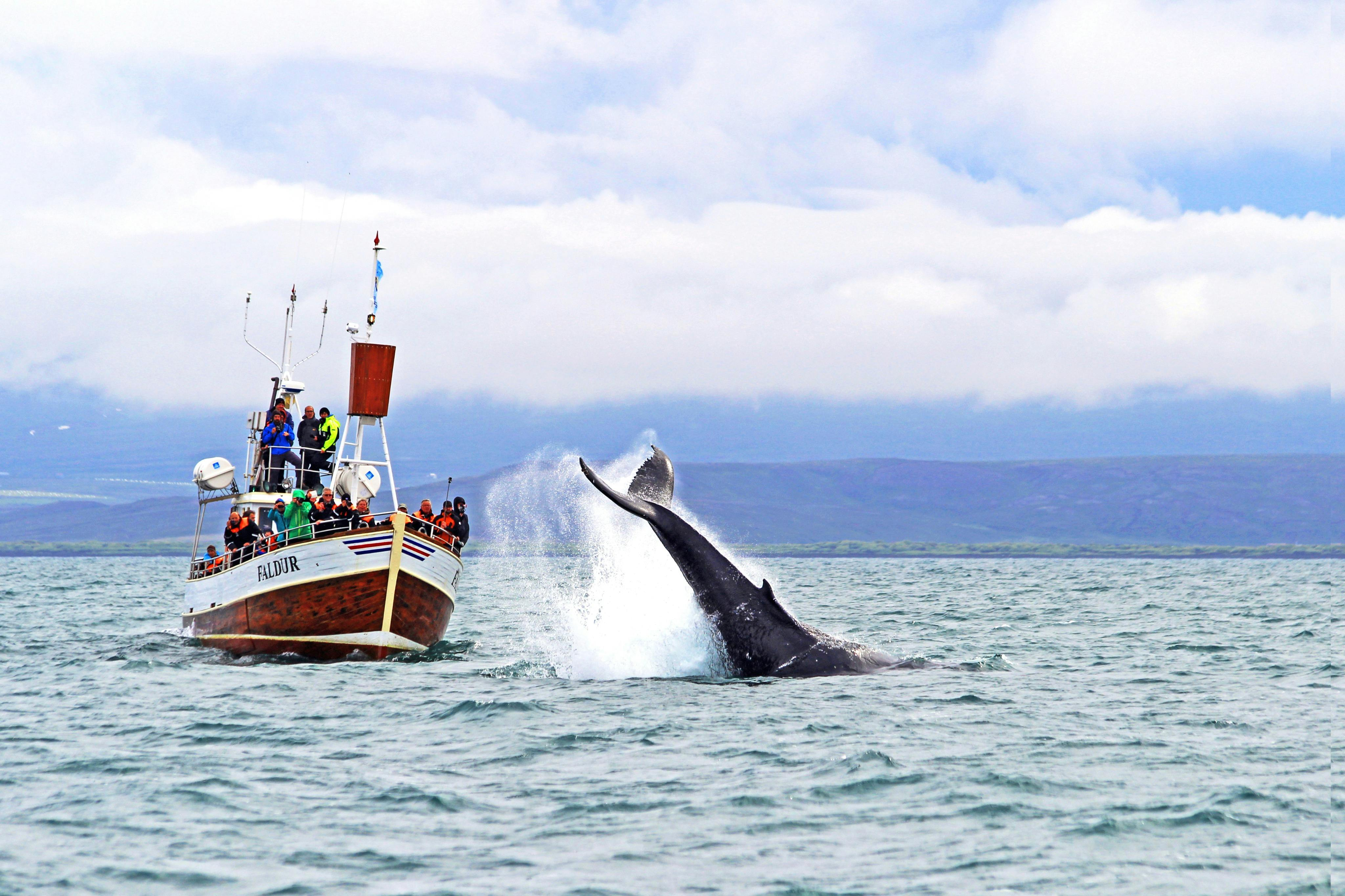 Skjálfandi: Guided Whale Watching Tour from Húsavík - Photo 1 of 8