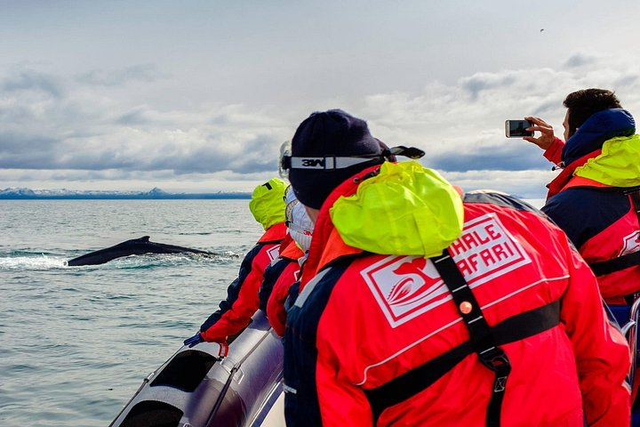 Sea level views of wildlife encounters