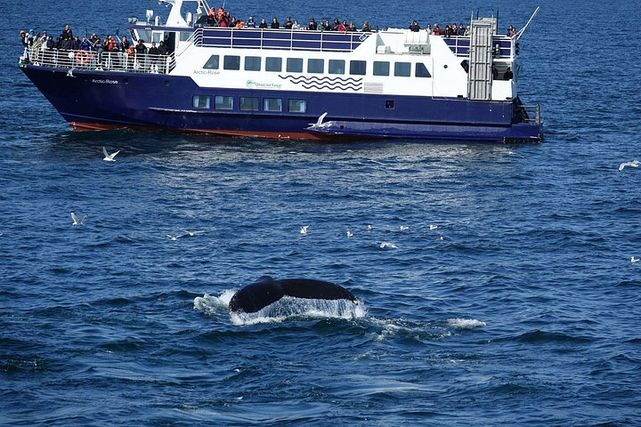 Whale Watching and Marine Life Tour in Reykjavik - Photo 1 of 16
