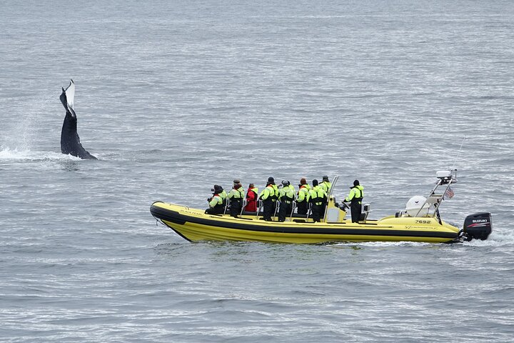 Whale Watching by RIB Speedboat from Downtown Reykjavik - Photo 1 of 18