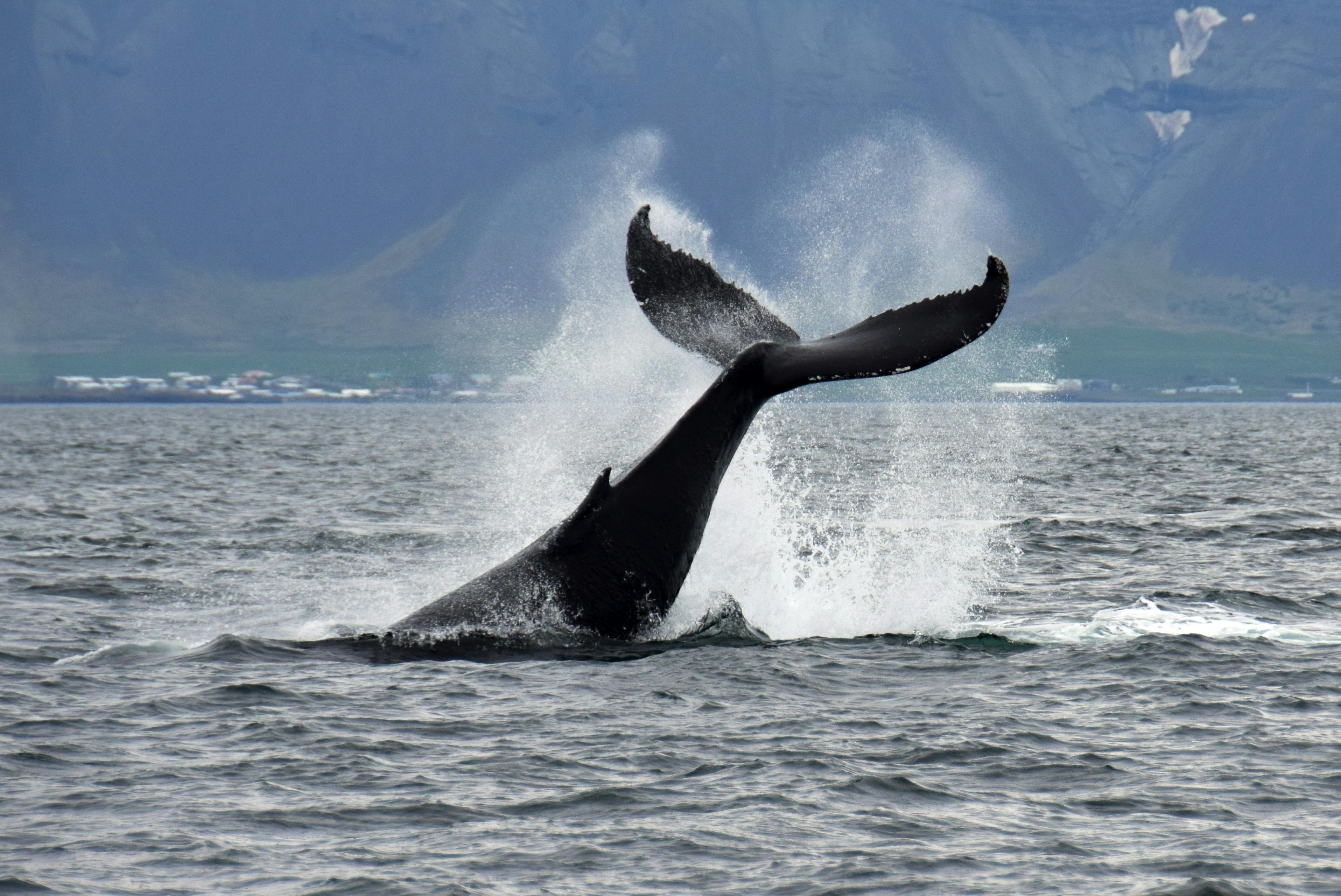 Whale Watching: Tour from Reykjavik - Photo 1 of 5