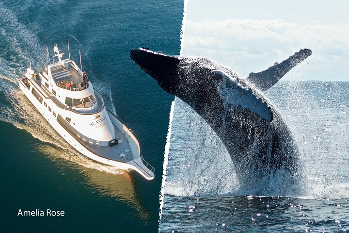 Reykjavik Whale Watching Yacht Cruise - Photo 1 of 25