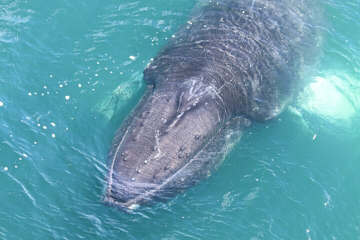 Whale Watching from Downtown Akureyri - Photo 1 of 7