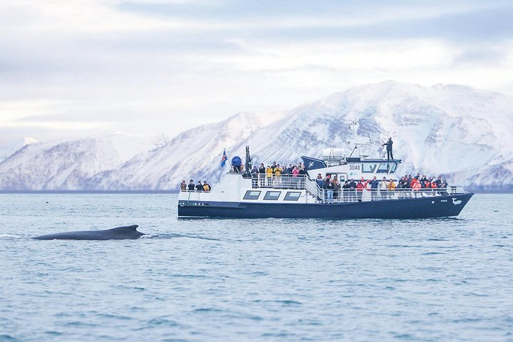 Húsavík: Whale Watching Tour with Heated Indoor Seating - Photo 1 of 20