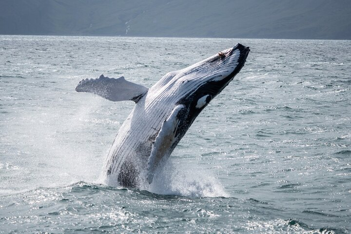 Húsavík: Family-Run Whale Watching Tour - Photo 1 of 25