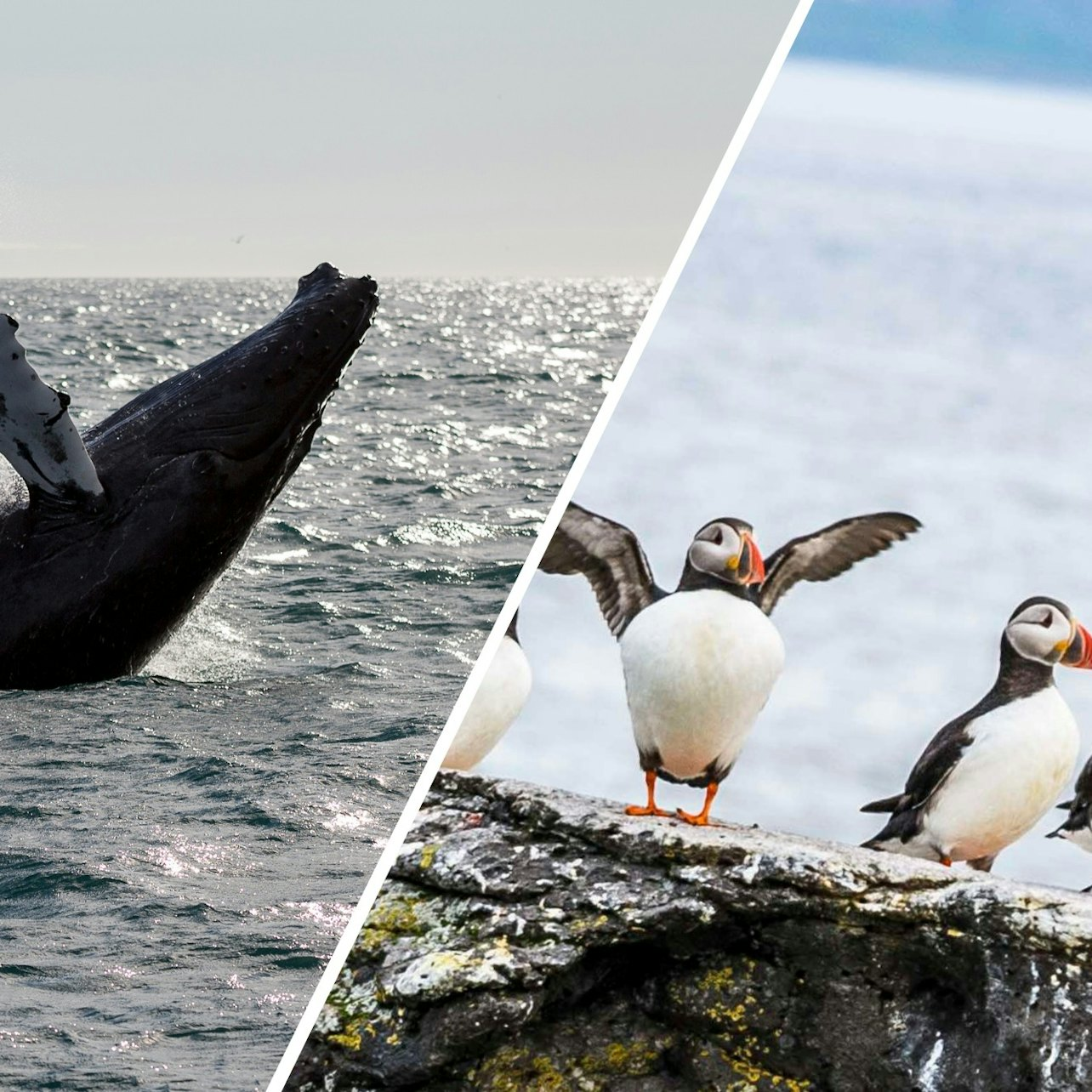 Reykjavik: Whale Watching & Puffin Tour - Photo 1 of 6