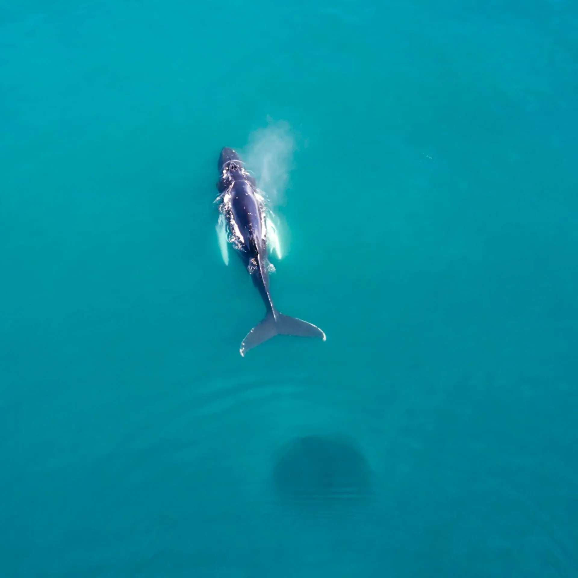 胡萨维克的Whale Watching | Pelago