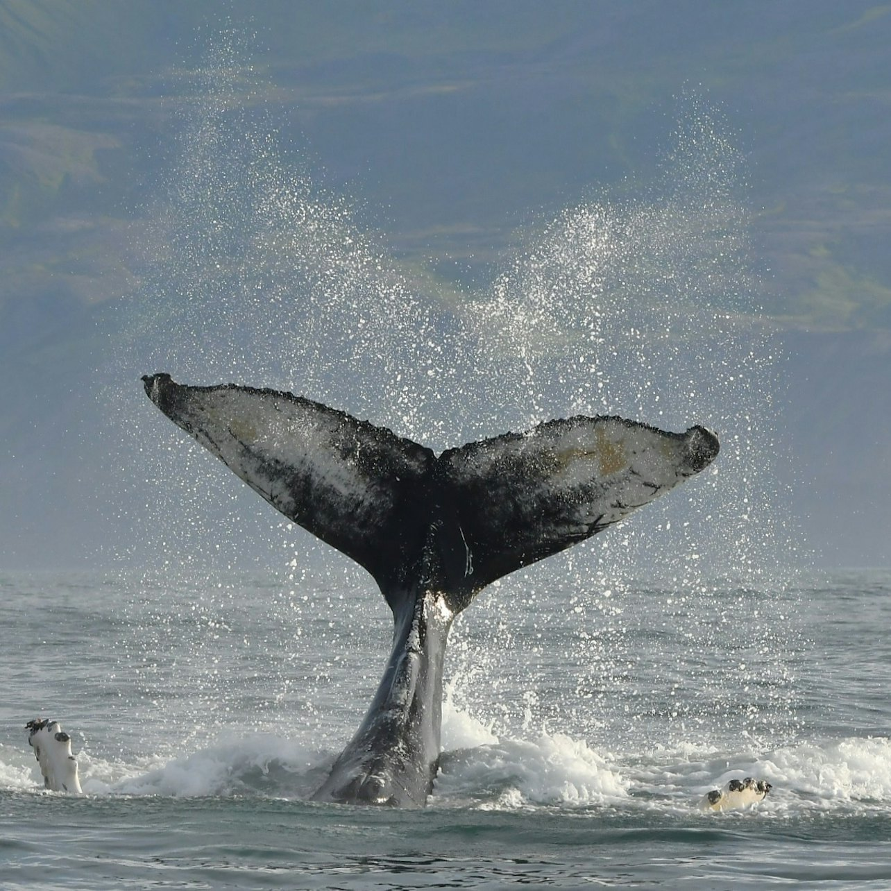 胡萨维克的Whale Watching | Pelago