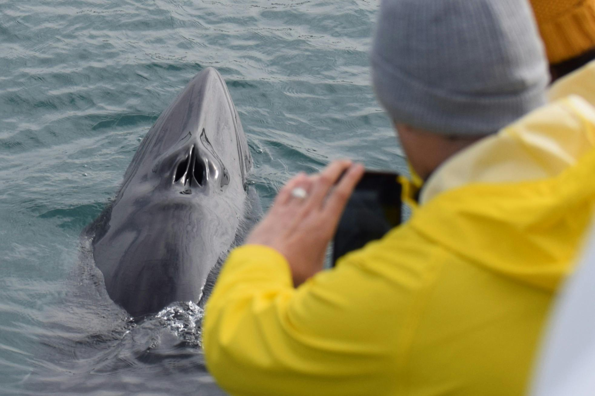 Whale Watching - Photo 1 of 8