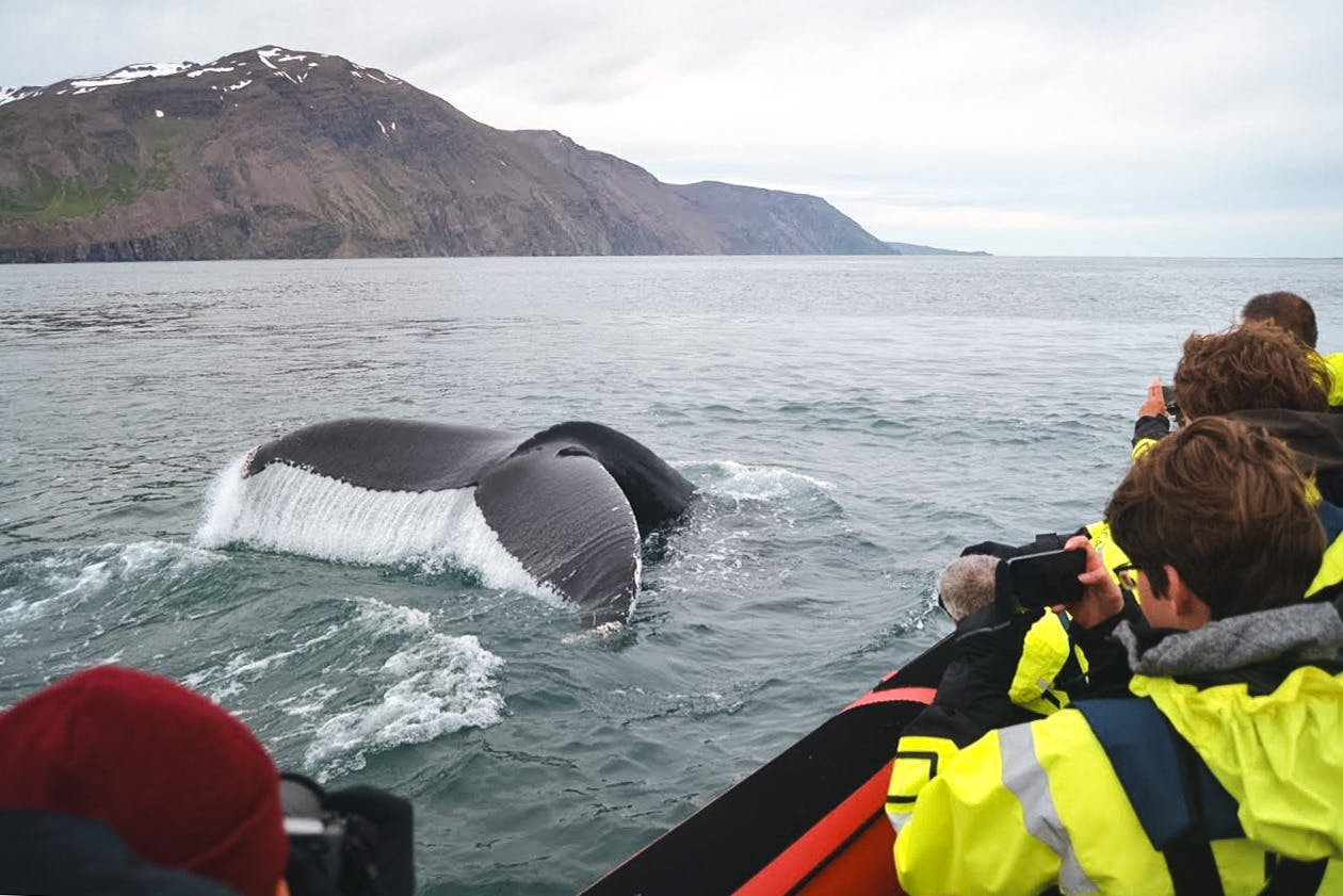 胡萨维克的Whales And Puffins: RIB Speedboat Tour | Pelago