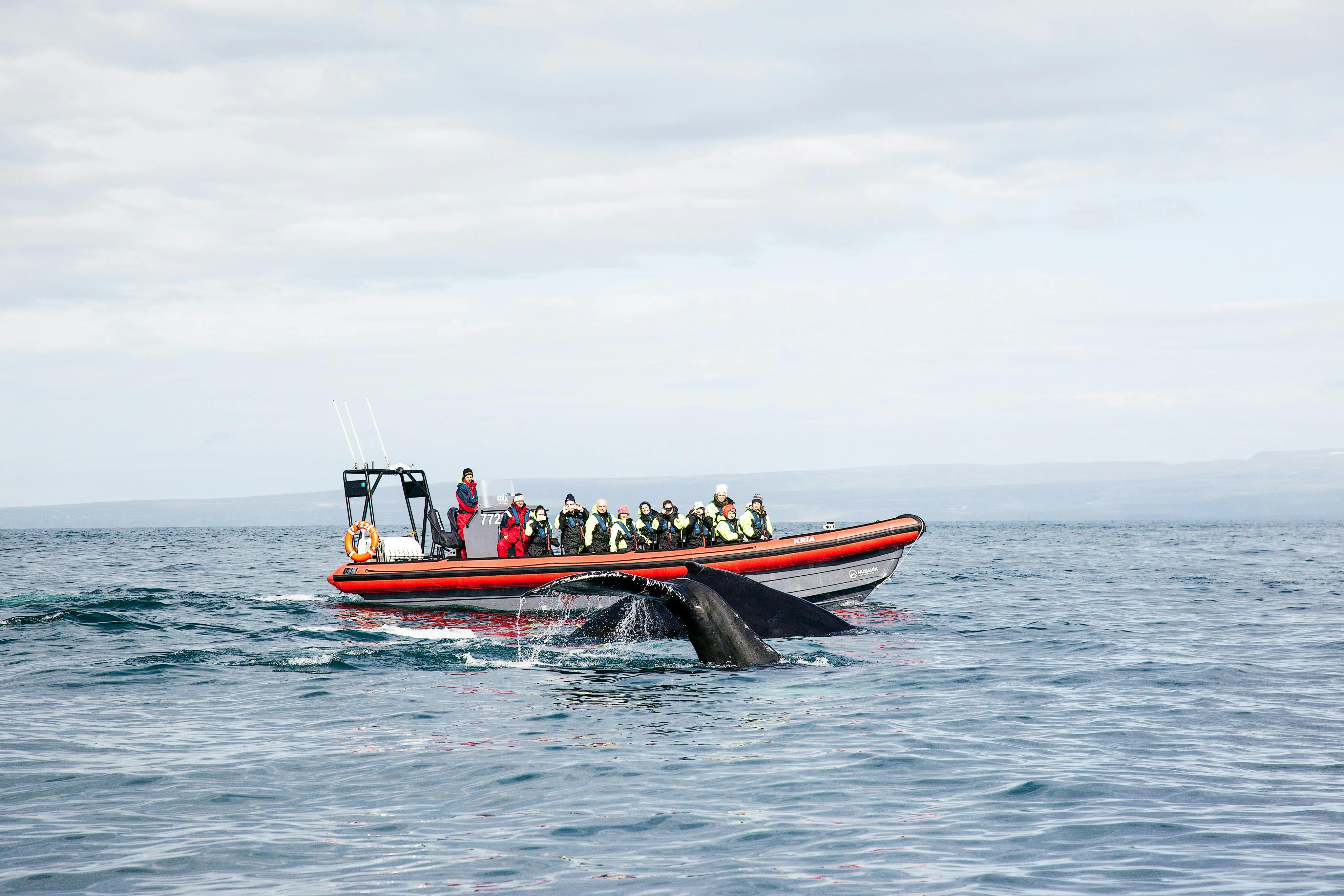 Whales And Puffins: RIB Speedboat Tour - Photo 1 of 6