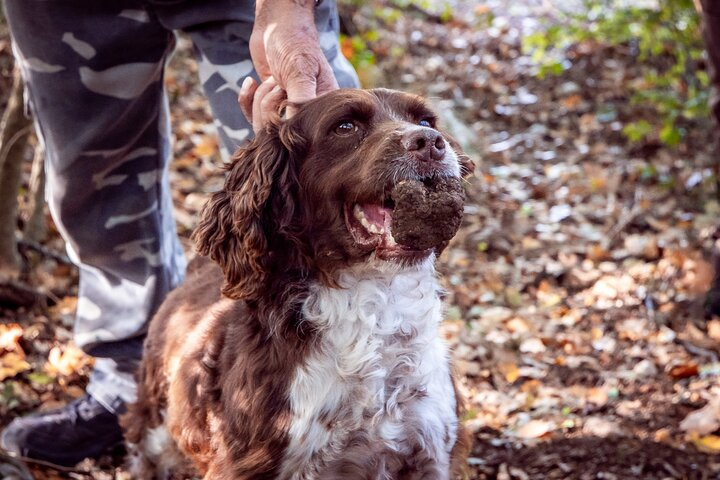 Umbria Truffle Hunting Experience with Brunch - Photo 1 of 7