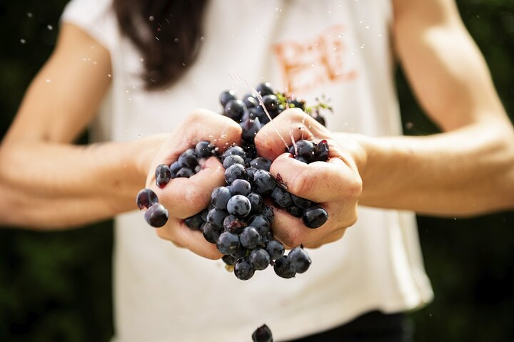 Welcome to Molino di Sant'Antimo Estate & Winery