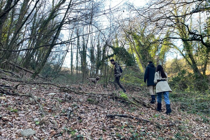 Truffle Hunting in Chianti, pasta class and lunch - Photo 1 of 25