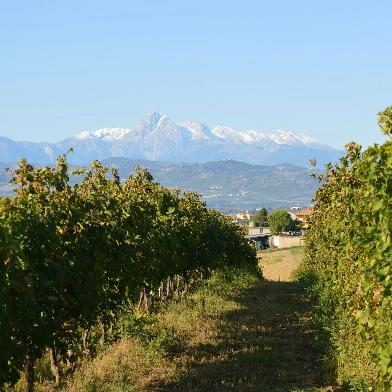 Abruzzo Historical Cellar Tour And Tasting - Photo 1 of 8