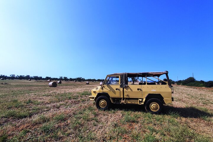 AdvenTour of the Marine and Millennial Olive Groves - Photo 1 of 4
