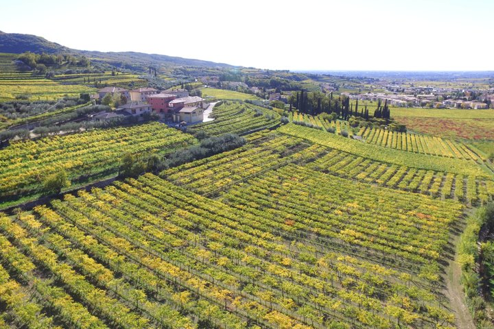 Amarone Della Valpolicella Wine Experience - Meet the Vogadori Family - Photo 1 of 19