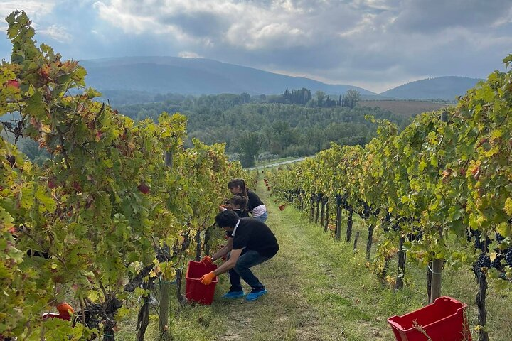 The harvest, a ritual that is repeated every year, a moment of passion and joy