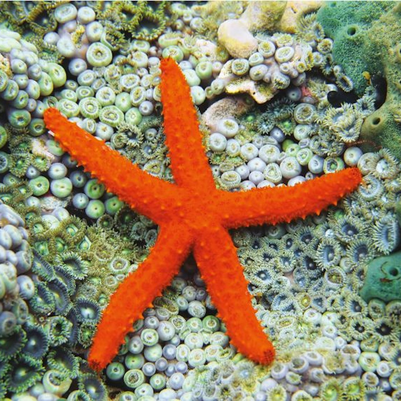 Aquarium of Cattolica: Entry Ticket + Lunch - Photo 1 of 5