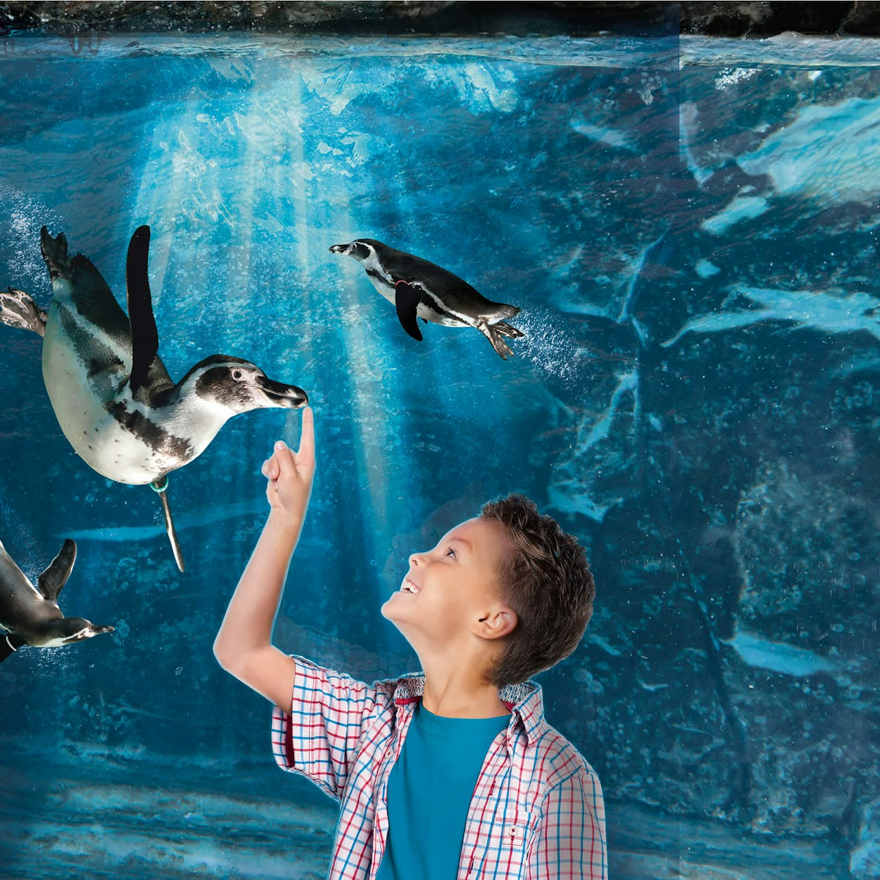 Aquarium of Cattolica: Fast Track Ticket - Photo 1 of 2