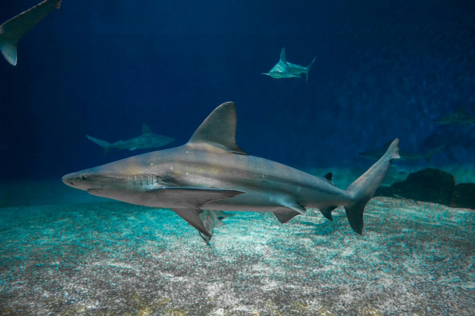 Aquarium of Genoa & Galata Sea Museum: Entry Ticket + Submarine Visit - Photo 1 of 8