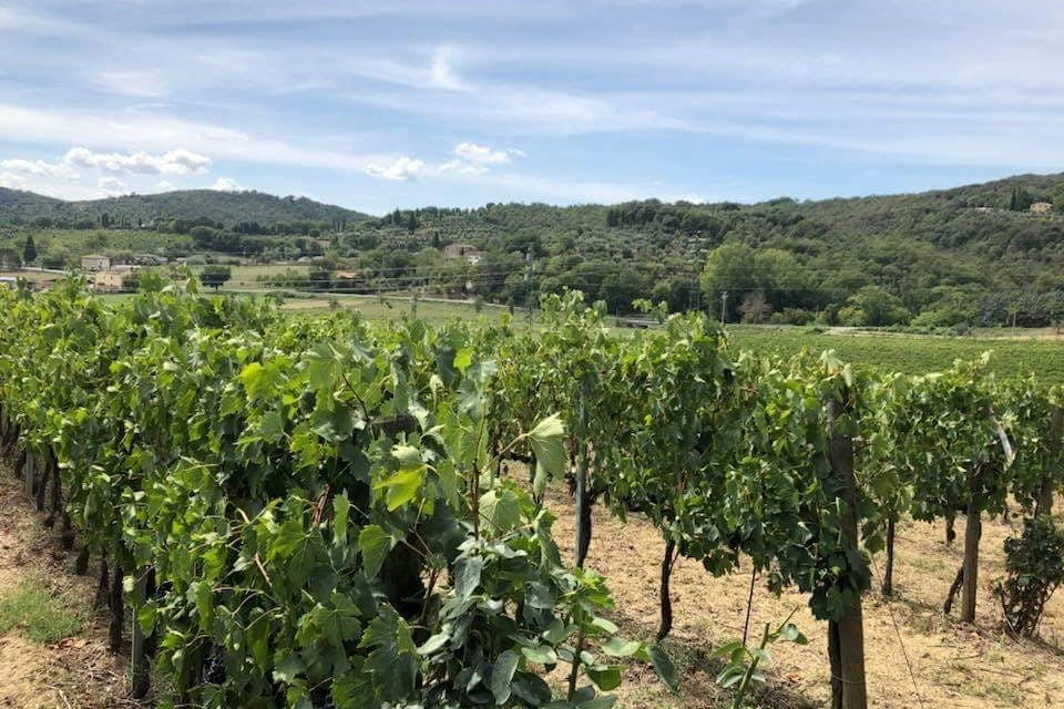 Arezzo: Wine Tasting in Val di Chiana - Photo 1 of 3