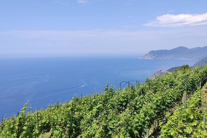BarCa Winery Cinqueterre Trekking & Wine Tasting & Pesto Class - Photo 1 of 5
