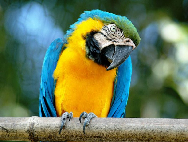 Bioparco - Zoo of Rome: Open Ticket - Photo 1 of 12