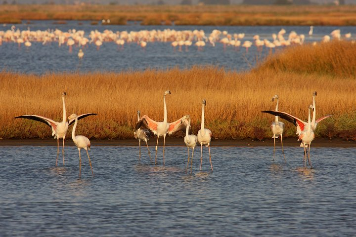 Flamingos in Diaccia Botrona