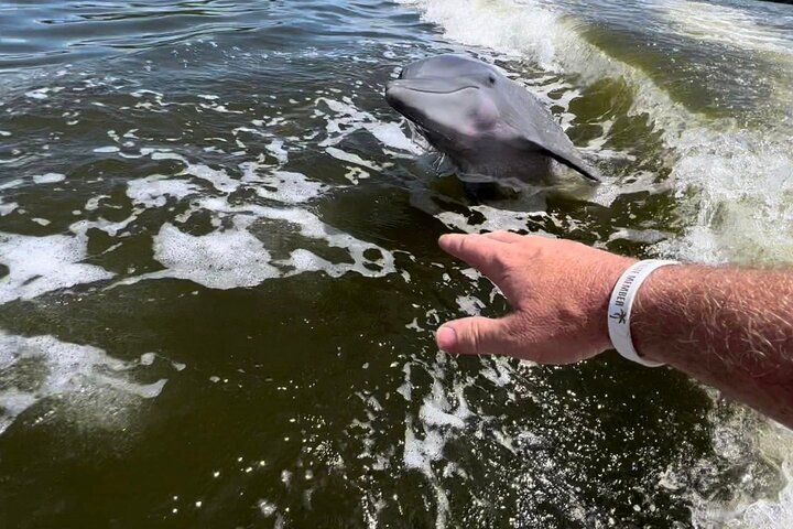 We love finding the dolphins! 