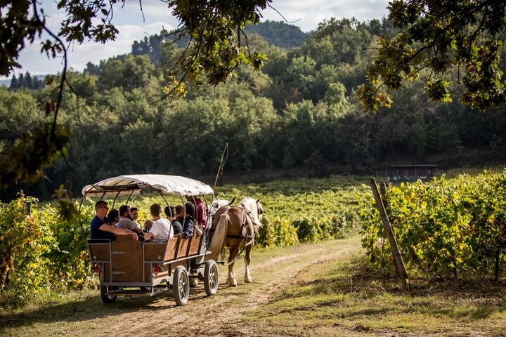 Carriage tour through the vineyards with wine tasting in Umbria - Photo 1 of 5