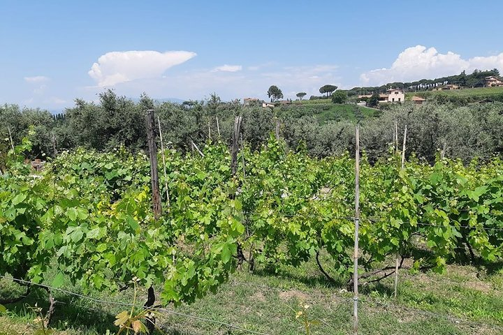 Castelli Romani wine Tour - Photo 1 of 3