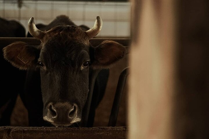 Cheese Tasting - Photo 1 of 7