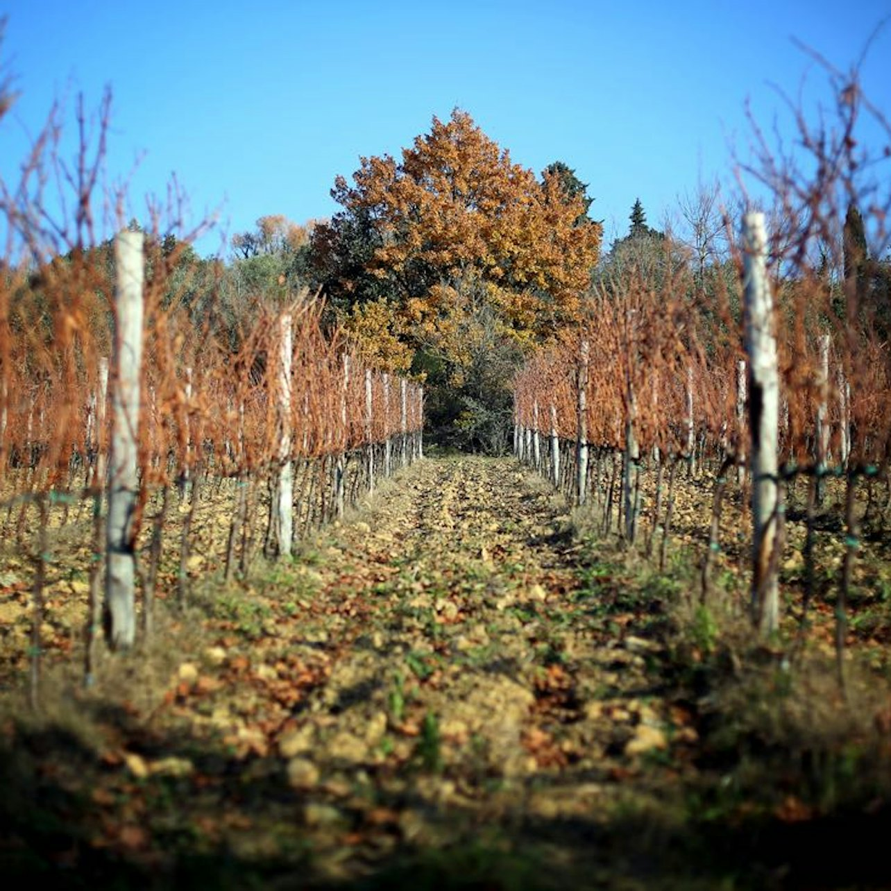 Chianti Region: Day Trip from Florence + Off-Road Tuscany Wine Tour - Photo 1 of 15