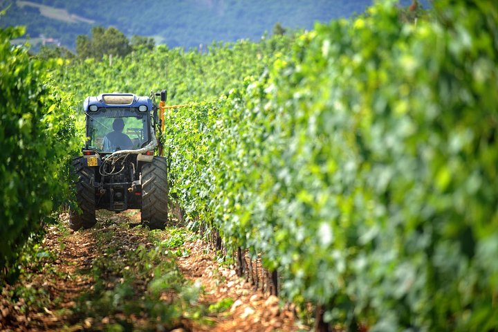 Chianti Vineyards Tours in Private Luxury Van from Florence - Photo 1 of 20