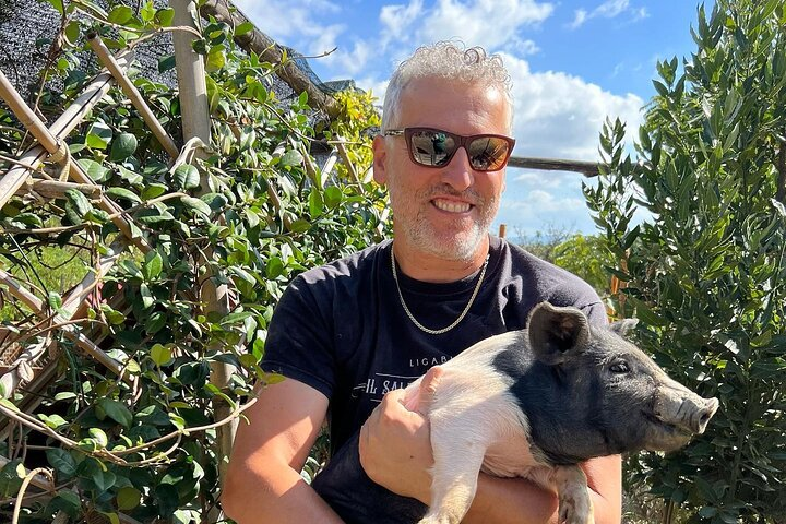 Discover Montepulciano: Cinta Senese Pigs, Lunch & wine in a Farm - Photo 1 of 18