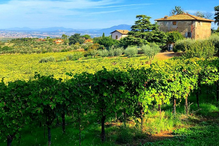Classic Half-Day Wine Tour in Frascati with Lunch - Photo 1 of 18