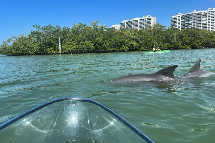 Clear Kayak Guided Eco Tour in North Naples - Photo 1 of 10