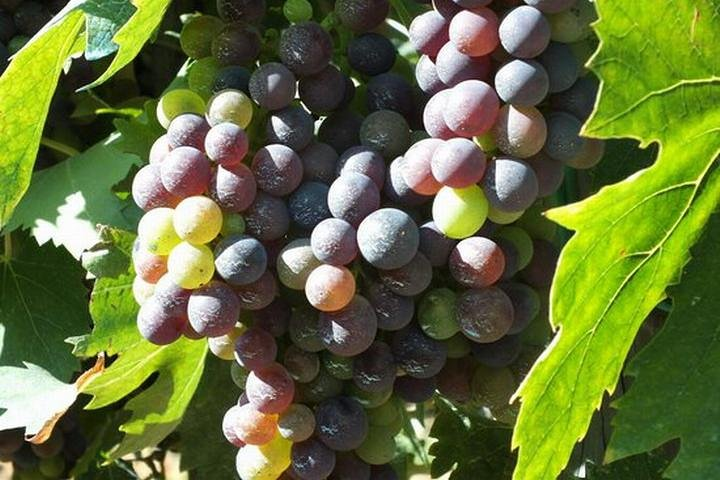 Degustazione del Vino Chianti,visitando Castellina & Greve,in Toscana da Firenze - Photo 1 of 9