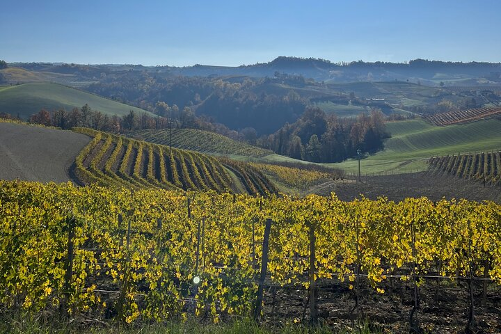 Discover Brunello Wines with DiWine Experience - Photo 1 of 13