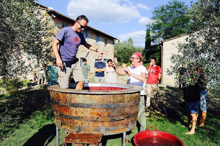 Grapes crushing with De Gustibus