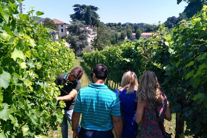 Euganean Hills Wine Tour - Photo 1 of 11