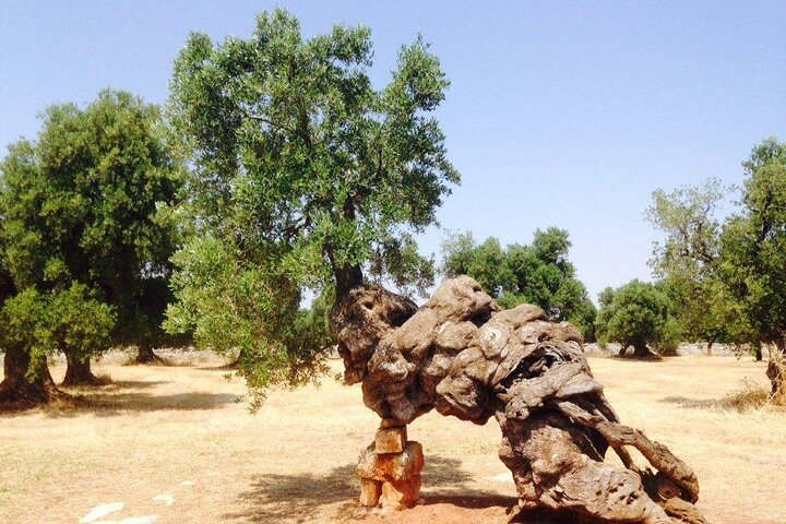 EVO Oil Tasting in Masseria in Ostuni - Photo 1 of 6
