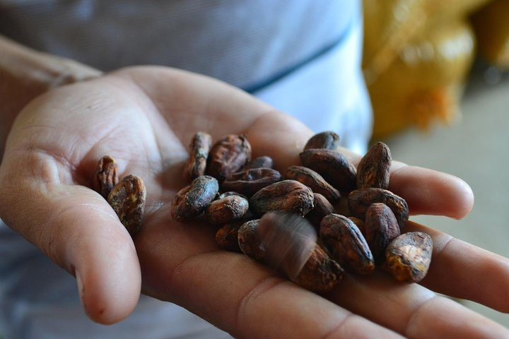 Cacao