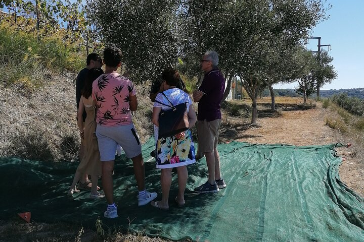 visit to the olive grove