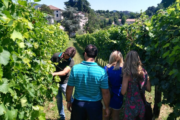 DA Padova: Wine tour in the Euganean Hills - Photo 1 of 15