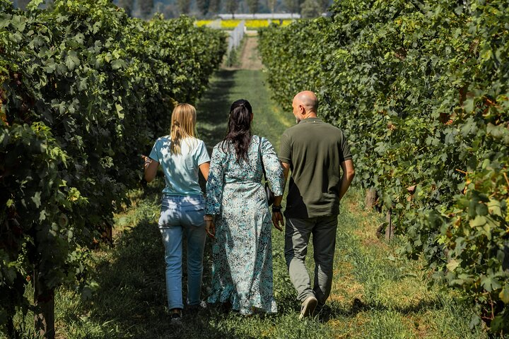 From Venice: Olive Oil & Wine Tour in the Venetian Hills - Photo 1 of 8