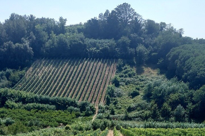 Private Guided Tour to Pisa and local Wine Farm from Livorno port - Photo 1 of 7